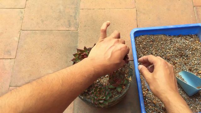 || REPOTTING ALL MY AGAVOIDES RUBRA'S TOGETHER || SUCCULENT CARE TIPS || смотреть онлайн