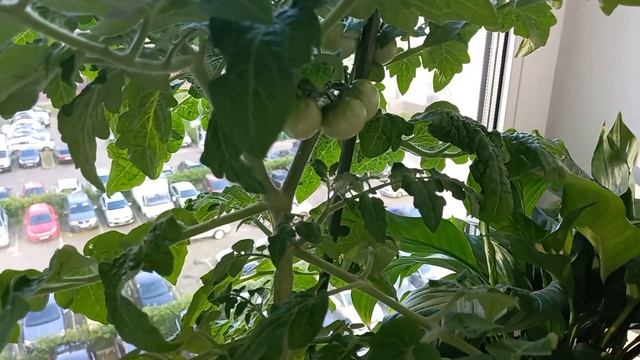 Первые созревшие томаты черри"Снегирёк" . результат выращивания на подоконнике. смотреть онлайн