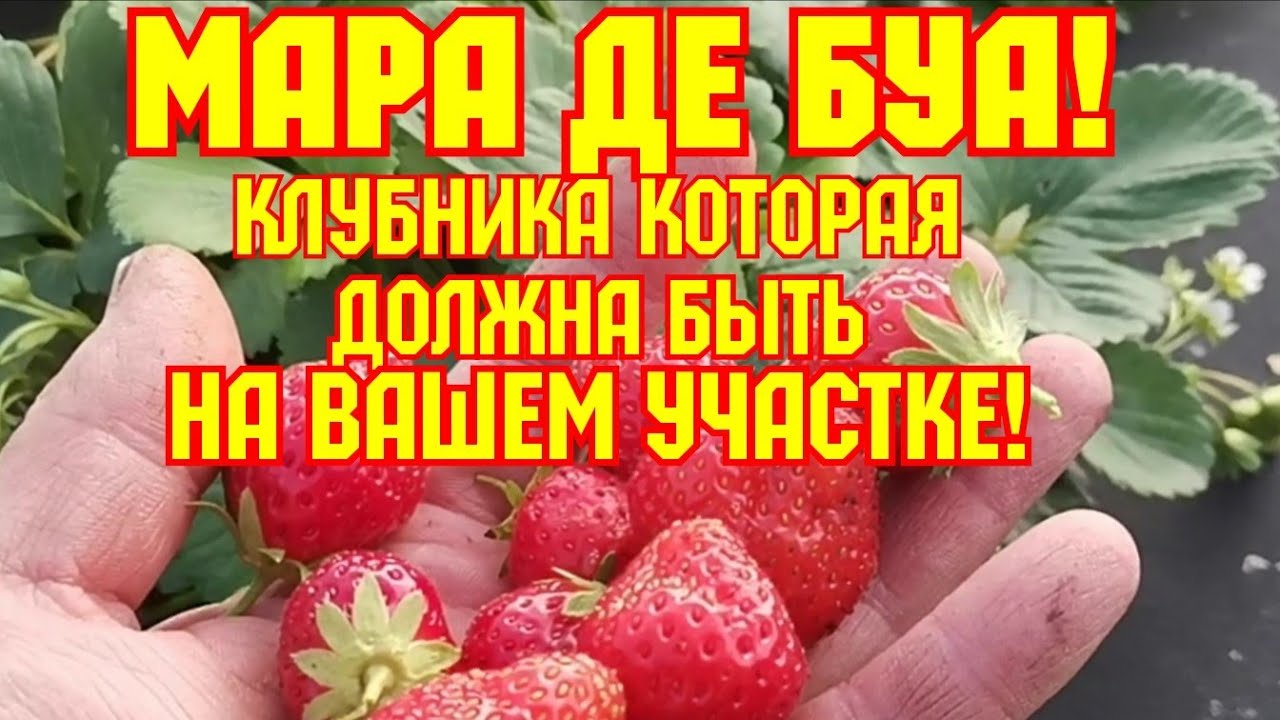 Сорт клубники Французской селекции, который обязательно должен быть на вашем участке, МАРА де БУА! смотреть онлайн