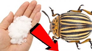 Как Немедленно избавиться от колорадских жуков за 3 Секунды!