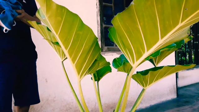 TANAMAN HIAS PHILO DENDRON MARBLE смотреть онлайн