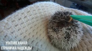 Карликовый африканский ежик ест червячков