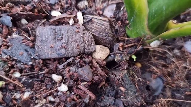 อโลคาเซียหูช้างด่าง เหลือง หูช้างด่าง alocasia gageana aura variegated. смотреть онлайн