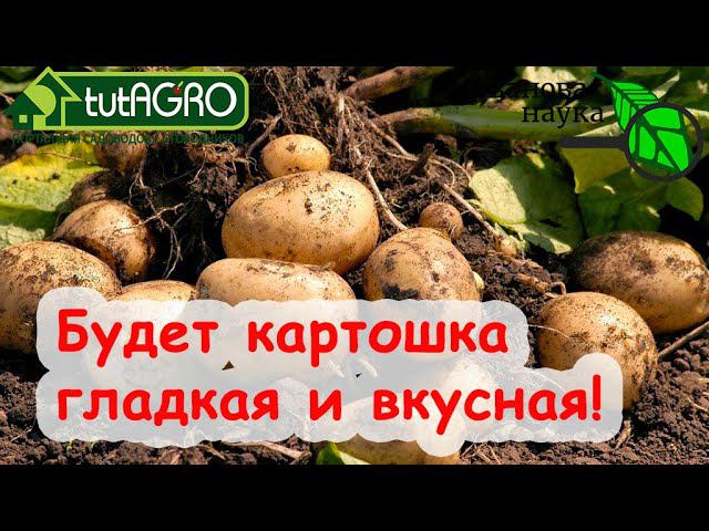 ШИКАРНЫЙ УРОЖАЙ КАРТОФЕЛЯ! СОВМЕСТИМОСТЬ ПОДКОРМОК ДЛЯ ВКУСНОГО И УРОЖАЙНОГО КАРТОФЕЛЯ БЕЗ НИТРАТОВ!