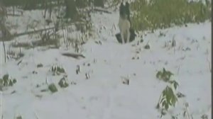 Профессиональная охота в Западной Сибири. Часть 1.