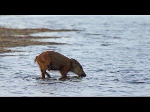 Невероятно, но факт - кабан пьет морскую воду!