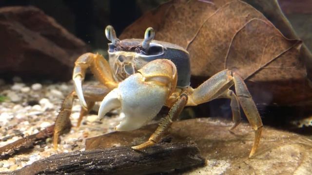 Mangrove krab crab / Cardisoma Armatum / Tri-color crab / Rainbow crab смотреть онлайн