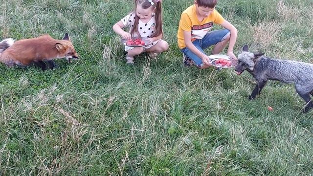 Лисам арбуз в жару смотреть онлайн