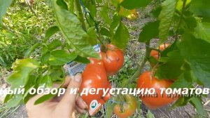 Томат Абаканский розовый