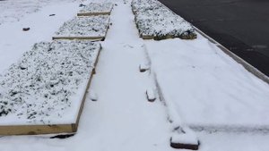 Трипсы на огурцах и лучшие методы борьбы с Трипсами