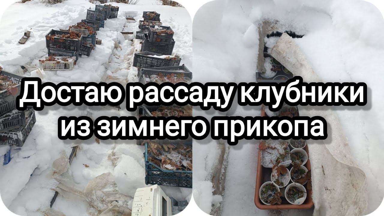 Достаю рассаду клубники из зимнего прикопа, укрытия.