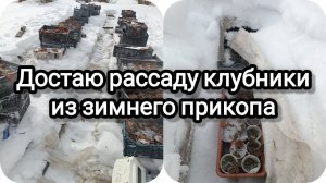 Достаю рассаду клубники из зимнего прикопа, укрытия.