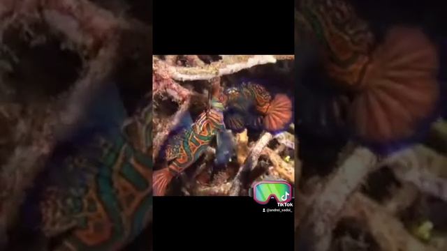 рыбка мандаринка! смотреть онлайн