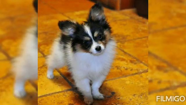 Папильон красивая порода смотреть онлайн