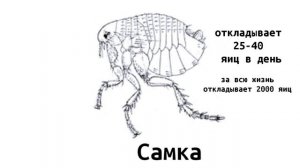 Постельные клопы, блохи, вши. САБУХИ