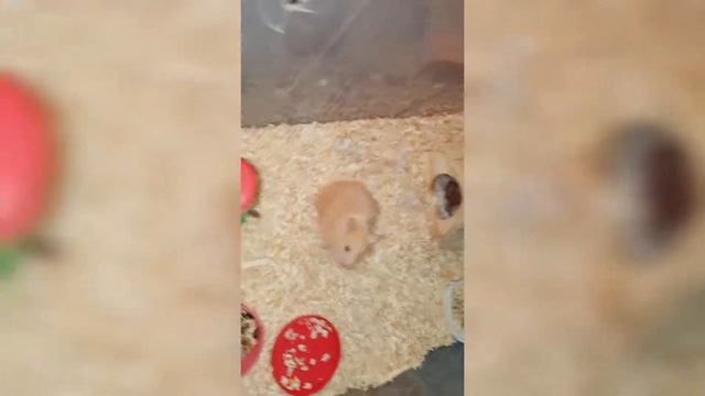 Хомячкам 10 дней/мама хомяк утепляет дом/хомячки уже кушают сами