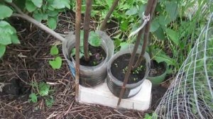 Вырастить плоды айвы и яблок  с формировкой саженца  в ведре