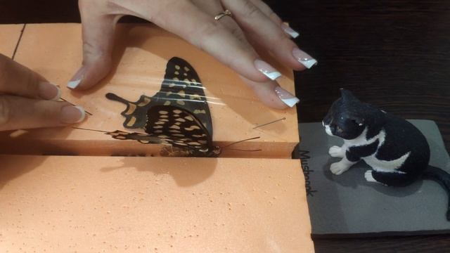 Энтомология для новичков #5. Как расправлять бабочек смотреть онлайн