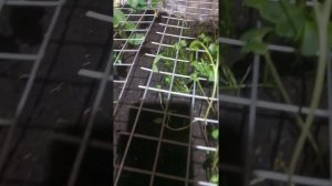 Огурцы в подвале. 3 часть.