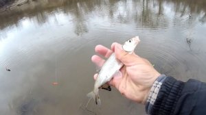 Рыбалка на поплавок в апреле. Елец и плотва . клёв рыбы  по мутной воде.