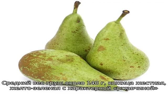 Сладкая и урожайная груша Конференция — фото и описание старинного сорта смотреть онлайн