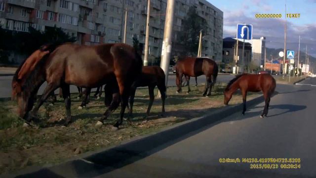 Махачкала глазами таксиста