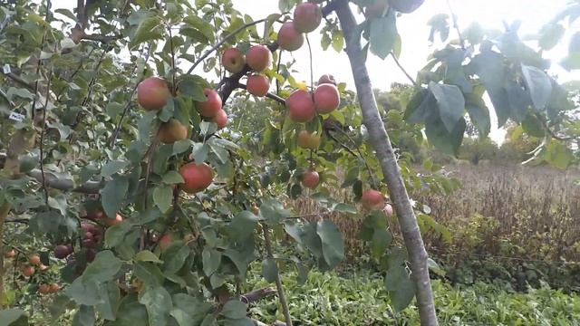 Белана, замечательный зимний белорусский сорт, но есть одно но! смотреть онлайн