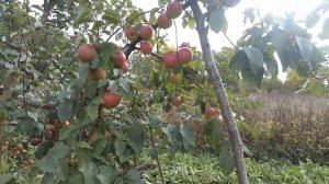 Белана, замечательный зимний белорусский сорт, но есть одно но!