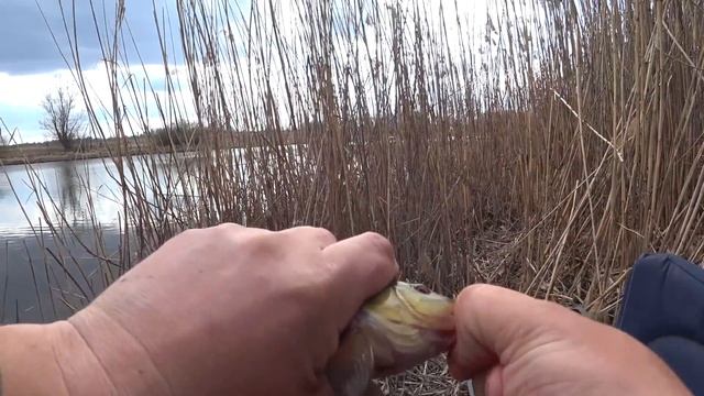 ЛИНЬ И КАРАСЬ НА ФИДЕР ВЕСНОЙ смотреть онлайн