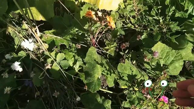 Стройка, собираю семена помидоров, перцы-отморозки и яйца кур-молодок. Мои цветочки и лагенария. смотреть онлайн