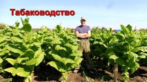 Август - пришла горячая пора - Уборка Табака.
