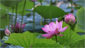 Поселок Артемовский_лотосы.mp4