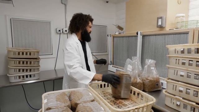 80 мешков стерильной зерновой мицелия в автоклаве Переклад Central Mushroom Farm
