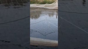 Разведение рыбы в пруду. Форель.