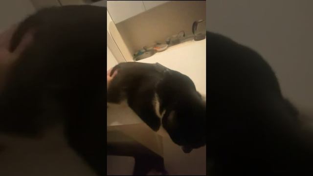 Взяли котика из приюта. Стрельчонок - наш выпускник. Петербург смотреть онлайн