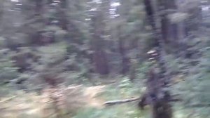 Сбор кедровой шишки. По следам диких животных.