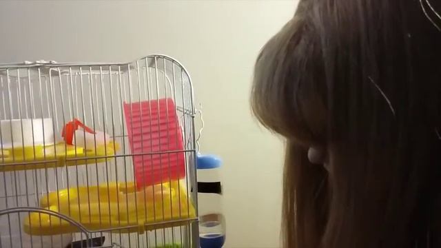 КОРМА ДЛЯ ХОМЯКОВ / наш корм, лучший корм для хомячков! ?? смотреть онлайн