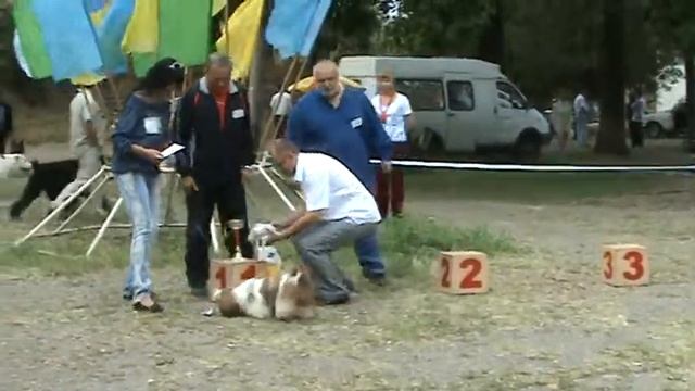 ши-тцу юниор кобель Бони Уайт БЕСТ юниоров на выставке 05.06.2010 "Рибо" Луганск. смотреть онлайн