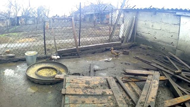 Дикие УТКИ садятся на яйца в какой периуд. смотреть онлайн