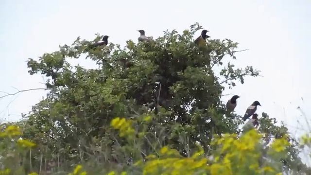 Розовые скворцы, Опукский заповедник, май 2022 смотреть онлайн