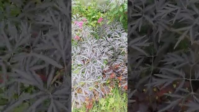 Декоративные кустарники в Сибири