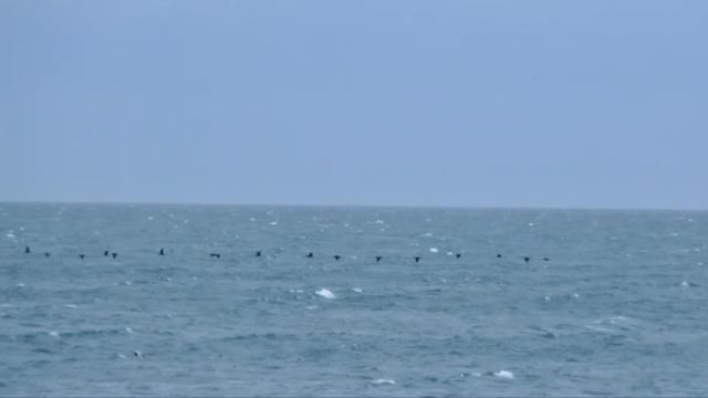 Птицы над Черным морем. Birds over the Black Sea смотреть онлайн