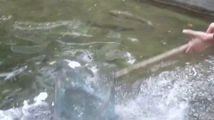 Ловля рыбы в Китайском ресторане