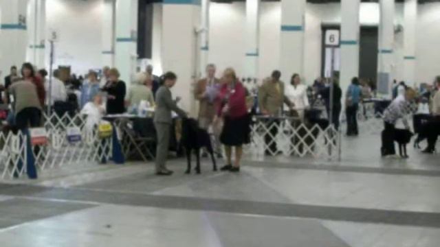 Fitchburg Dog Show.mov смотреть онлайн