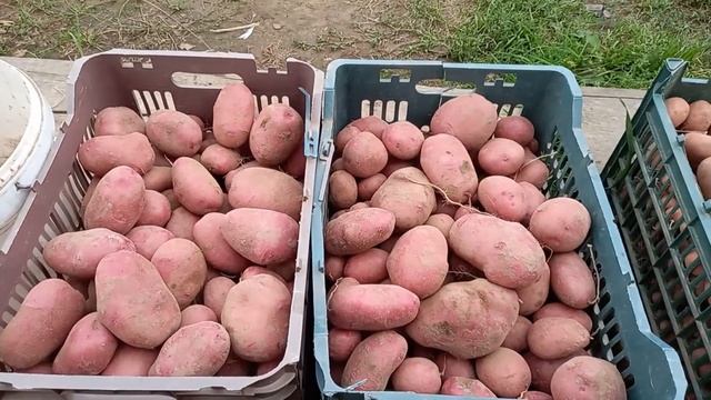 Сорт Мишка. Урожай картофеля из миниклубней. смотреть онлайн