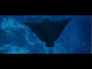 Подводный мир Мальдив