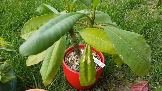 Суккуленты.Эуфорбии.Плюмерия.Подарок от подруги.Sukkulenten.32 смотреть онлайн