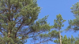 Исцеление от рака легких 1 ч._ Healing from lung cancer Лечебные настрои академика Сытина Г.Н.