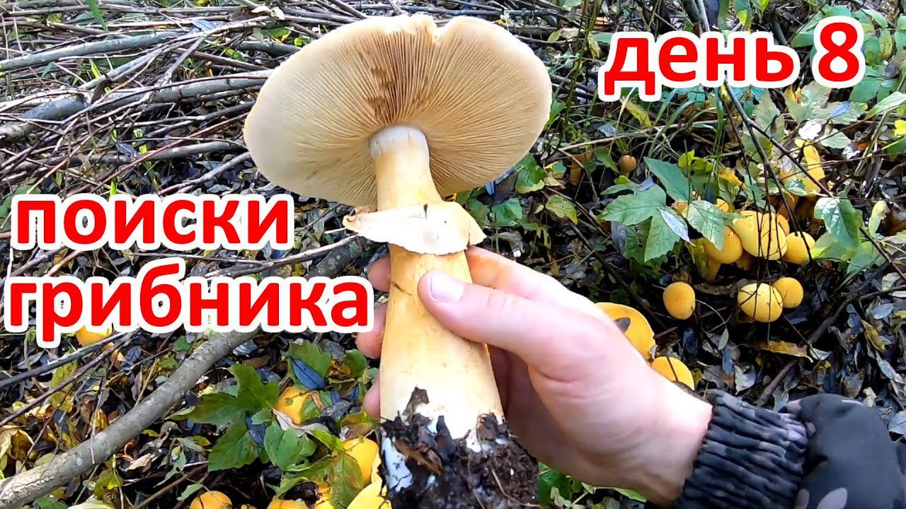 ПОИСК ПРОПАВШЕГО ГРИБНИКА. ДЕНЬ 8 смотреть онлайн