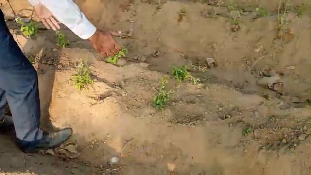 Stevia Cultivation Guide I Plants Supplier Pakistan I Stevia Farming by HERBYZONE I Tayyab Rana смотреть онлайн